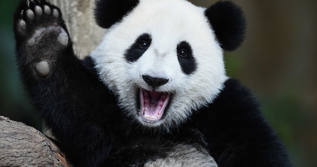 VIDEO | Oficial: Urșii panda nu mai sunt pe cale de dispariție