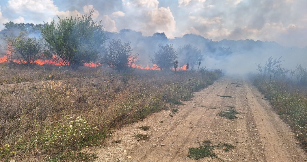 Incendiu puternic lângă Pădurea Băneasca: peste 30 de hectare sunt afectate