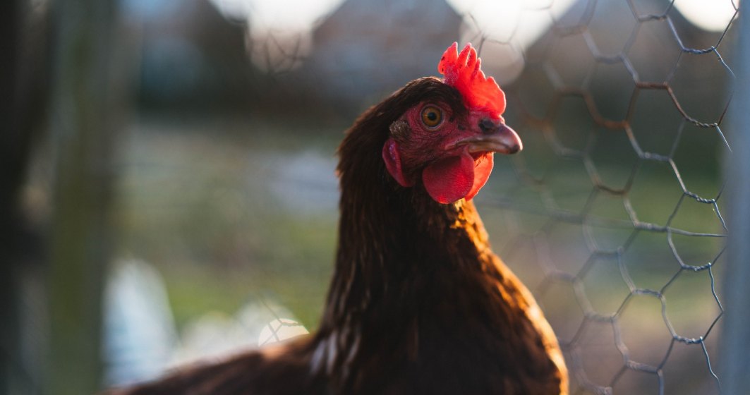 Ținerea găinilor în cuști ar putea fi interzisă în UE. Fermierii avertizează că vor urma scumpiri masive la carne și ouă
