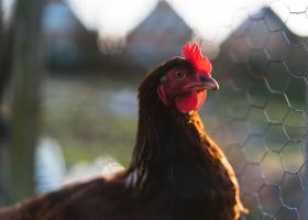 Ținerea găinilor în cuști ar putea fi interzisă în UE. Fermierii avertizează...