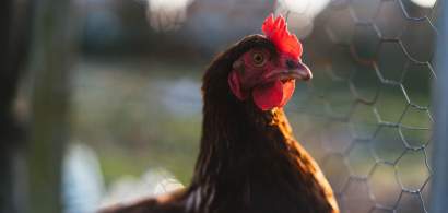 Ținerea găinilor în cuști ar putea fi interzisă în UE. Fermierii avertizează...