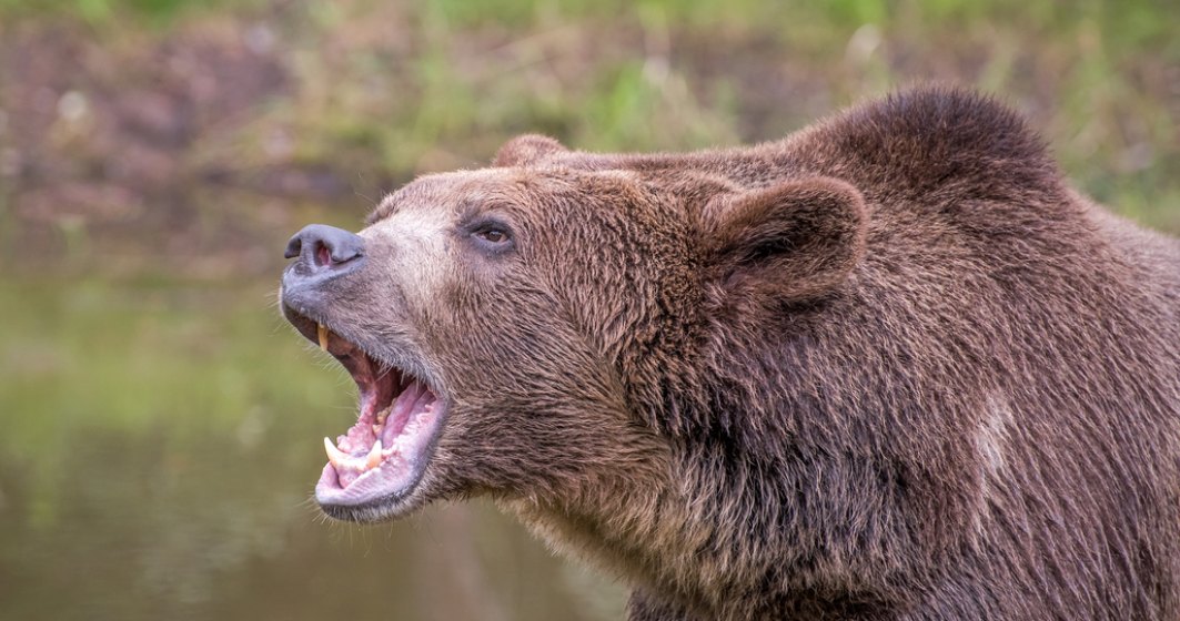 Top cele mai grave atacuri ale urșilor din România în 2021