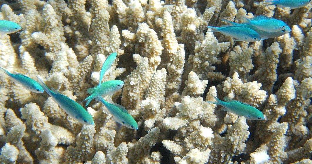 Marea Barieră de Corali, în stare gravă din cauza încălzirii globale