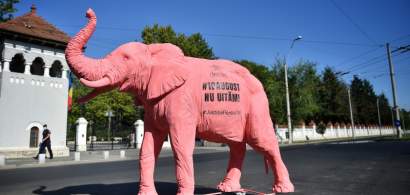 FOTO/ VIDEO Membrii comunității Declic duc un elefant roz la toate...