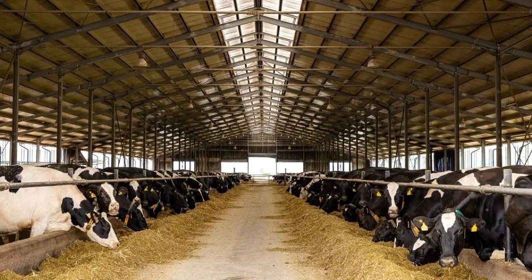 DN Agrar Group a afişat un profit net în creştere cu 63%, în 2023. Producţia de lapte de vacă, motorul principal al creșterii