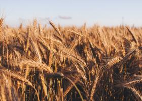 PSD va cere în coaliția de guvernare suspendarea importurilor de cereale din...