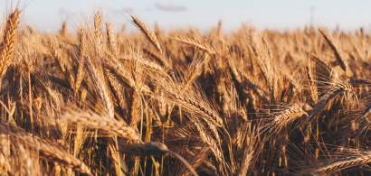 PSD va cere în coaliția de guvernare suspendarea importurilor de cereale din...