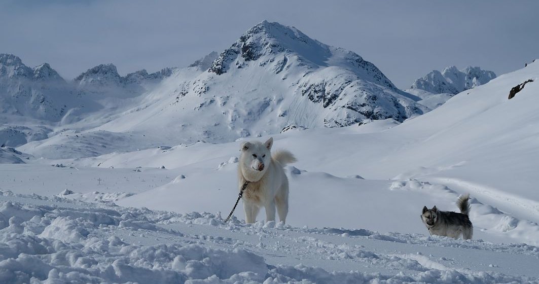 Doi turiști surprinși de o avalanşă, salvați de câinii lor care au lătrat după ajutor