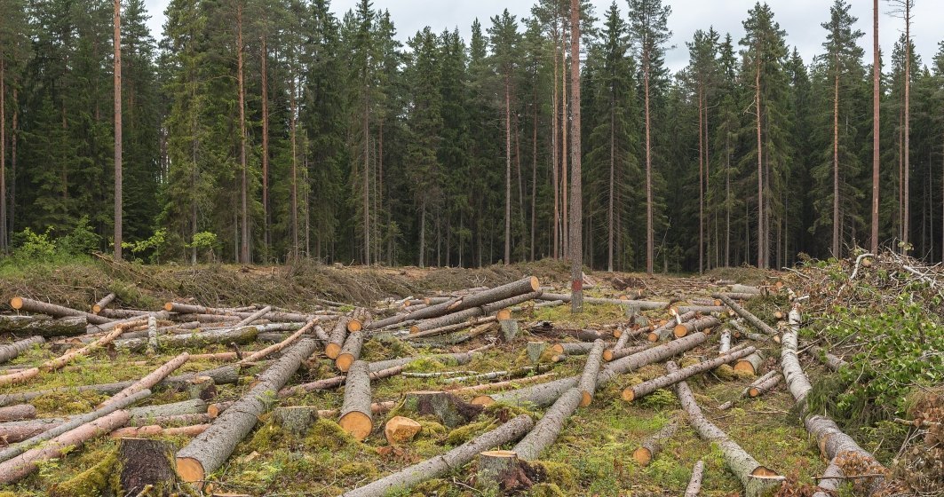 România va avea o „bursă a lemnului” în 2022