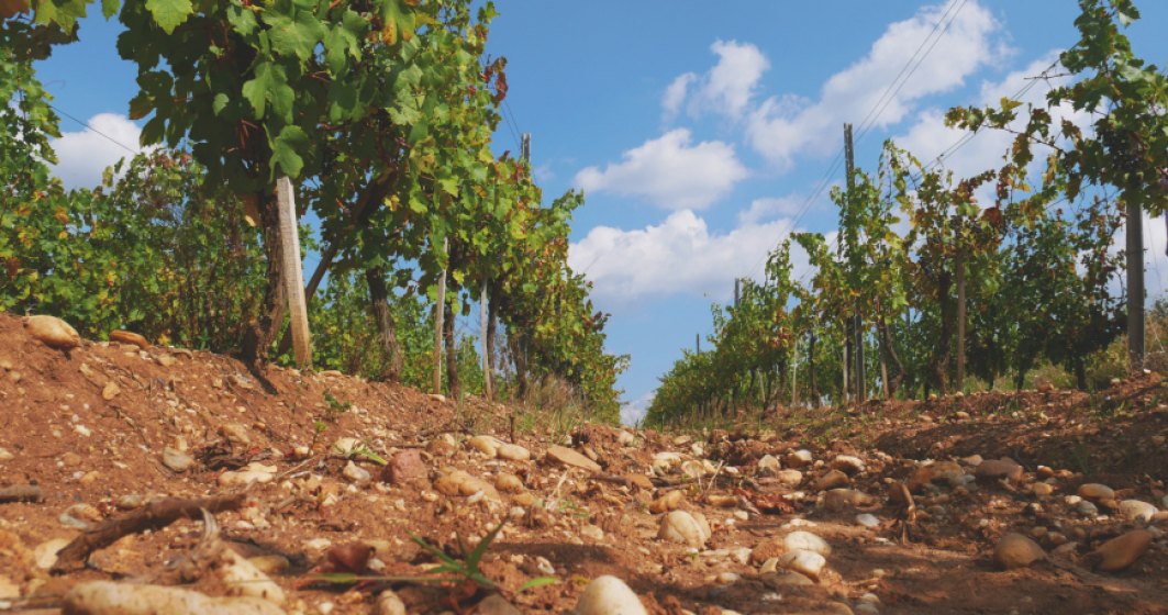 Vinarte mizeaza pe vinuri premium si turism viticol pentru vanzari de 12 mil. lei in 2019