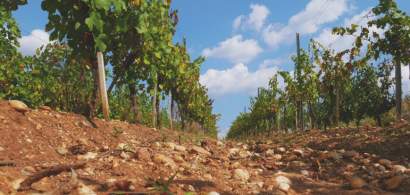 Vinarte mizeaza pe vinuri premium si turism viticol pentru vanzari de 12 mil....