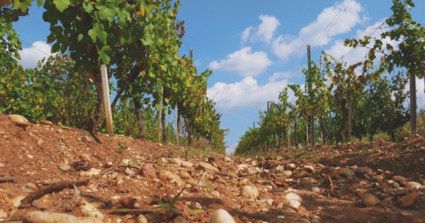 Vinarte mizeaza pe vinuri premium si turism viticol pentru vanzari de 12 mil....