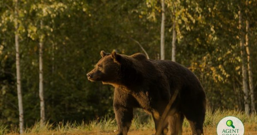 Cel mai mare urs din România a fost ucis de un prinț din Austria