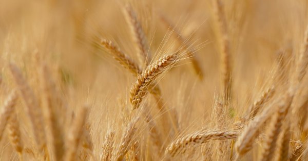 Surse: România blochează unilateral importul cerealelor din Ucraina pentru...