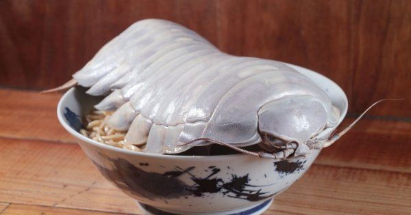 Un restaurant taiwanez le oferă clienţilor tăiţei cu carne de izopode gigantice