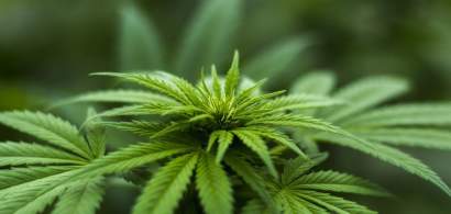 Germania legalizează marijuana. Nemții vor avea voie chiar să cultive...
