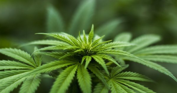 Germania legalizează marijuana. Nemții vor avea voie chiar să cultive...