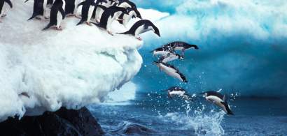 Gripa aviară răpune și pinguinii. După ce au murit mii de exemplare, oamenii...