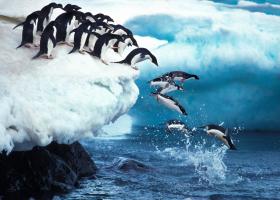 Gripa aviară răpune și pinguinii. După ce au murit mii de exemplare, oamenii...