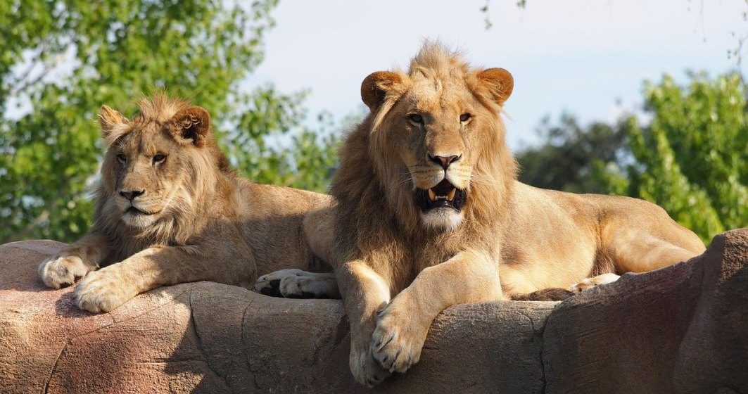 Patru lei de la Grădina Zoologică din Barcelona au fost testaţi pozitiv la COVID-19
