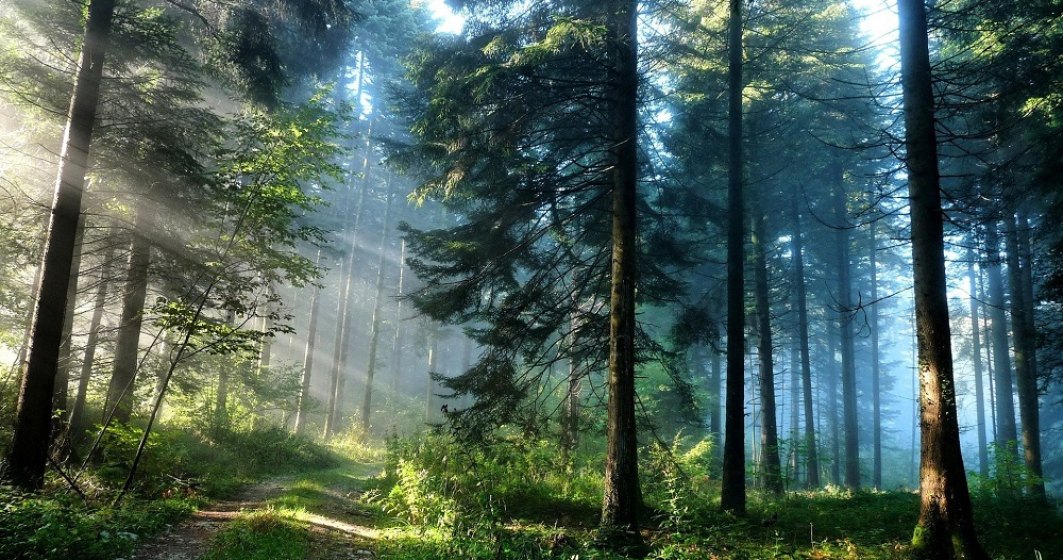 Cea mai mare tăiere ilegală de arbori din România