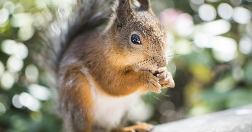 O veveriţă, testată pozitiv cu ciumă bubonică în statul Colorado din Statele Unite ale Americii