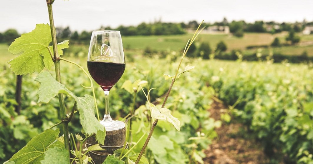 Vinul ecologic, cum se obține și cum se deosebește de cel convențional