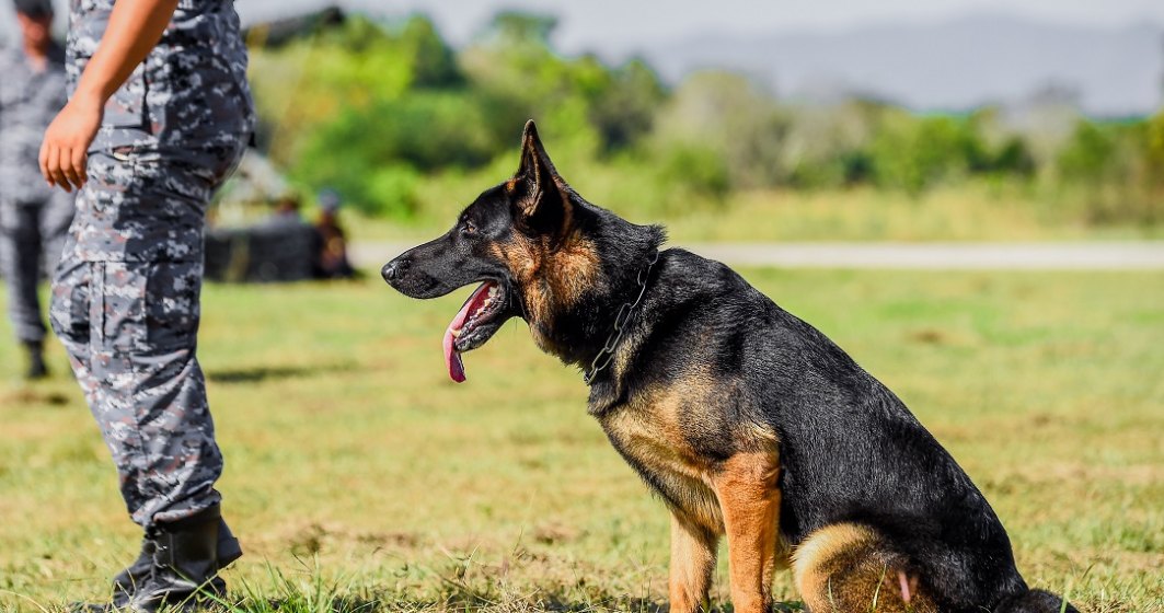 Câini antrenați pentru a depista persoanele cu COVID-19: decizie luată de armata unui stat membru UE