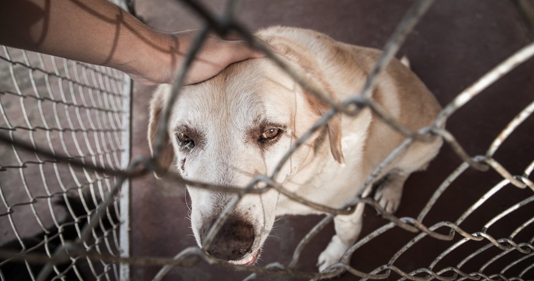 Proiect: Infiintarea unui registru in care sa fie trecuti cei care ranesc animalele