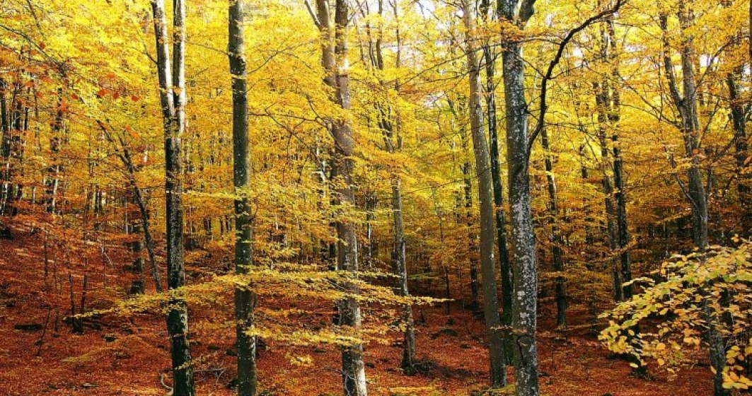 Peste 24.000 de hectare de paduri de fag din Romania au fost incluse in Patrimoniul Mondial Natural al UNESCO