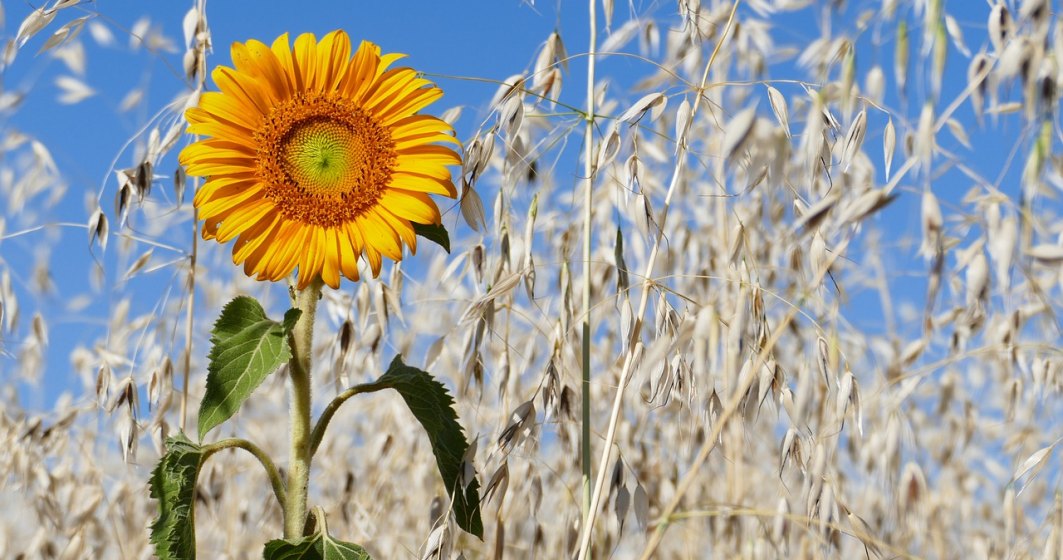 Ministrul Agriculturii: România are stocuri până dupa noua recoltă