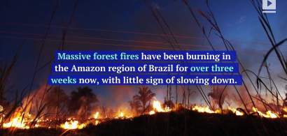 Arde "plamanul planetei": Record de incendii in Amazon