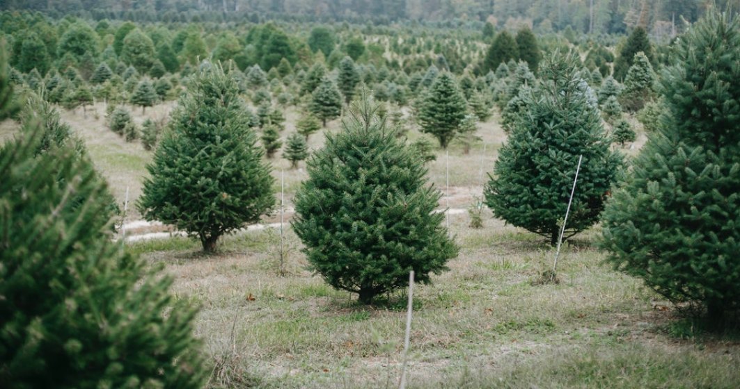 Romsilva oferă spre vânzare 34.000 de pomi de Crăciun: prețurile pornesc de la 15 lei