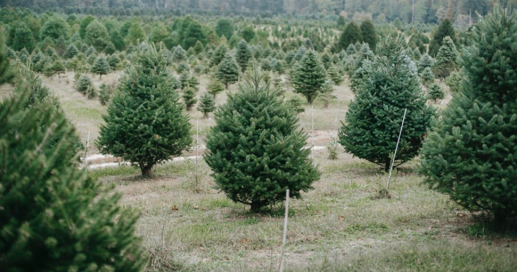 Romsilva scoate la vânzare aproape 31.000 de pomi de Crăciun, în 2022. Cât va costa un brad