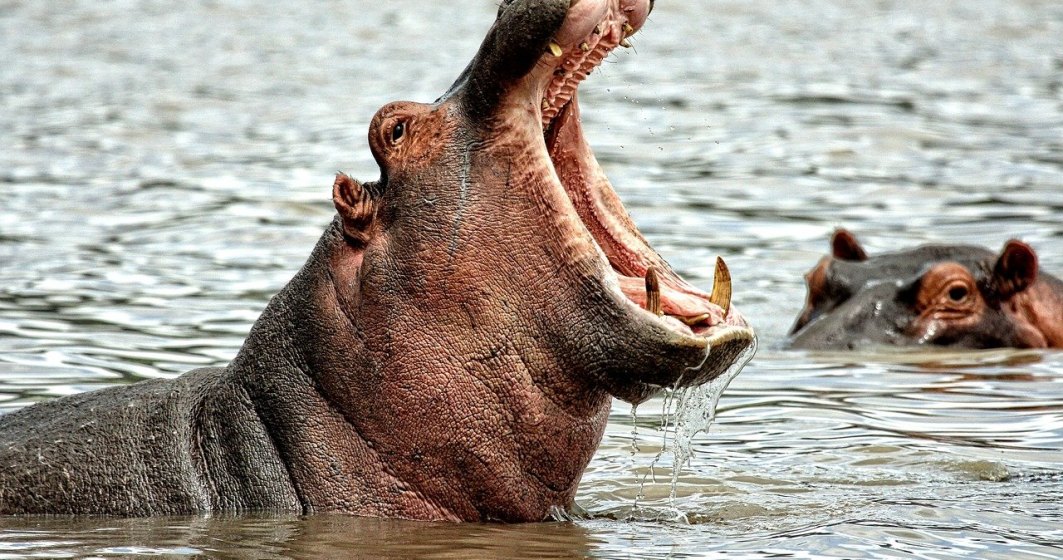 ”Hipopotamii cocainei” dau bătăi de cap ecologiștilor columbieni