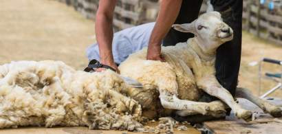 Creste sprijinul financiar de la stat acordat crescatorilor de ovine pentru...