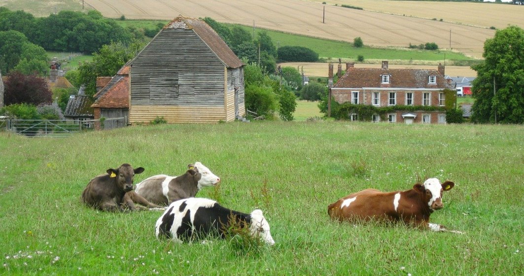 Focar de coronavirus la o fermă din Marea Britanie: 28 de români testați pozitiv