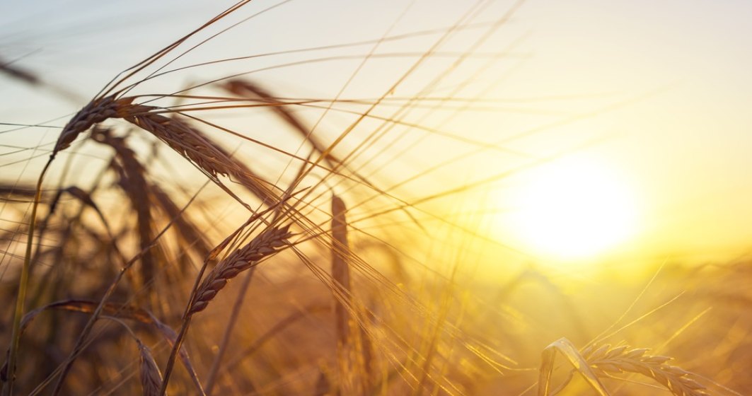 Recolta de cereale de primăvară a Ucrainei ar putea fi mai mică în 2022 cu aproape 40%