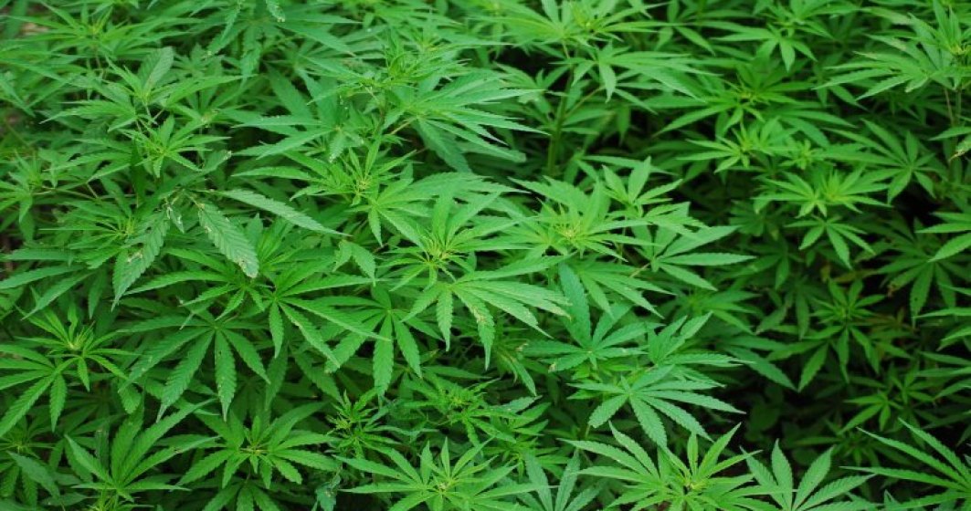 Aproape 100 de kilograme de cannabis, confiscate de la persoane suspectate de trafic si cultivare de droguri