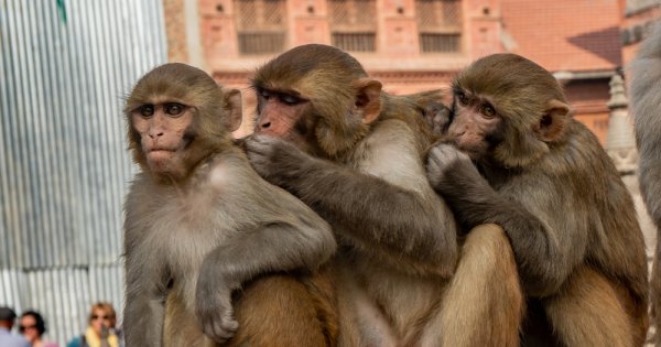 Premieră în lumea științei: Chinezii au reușit să cloneze un macac rhesus