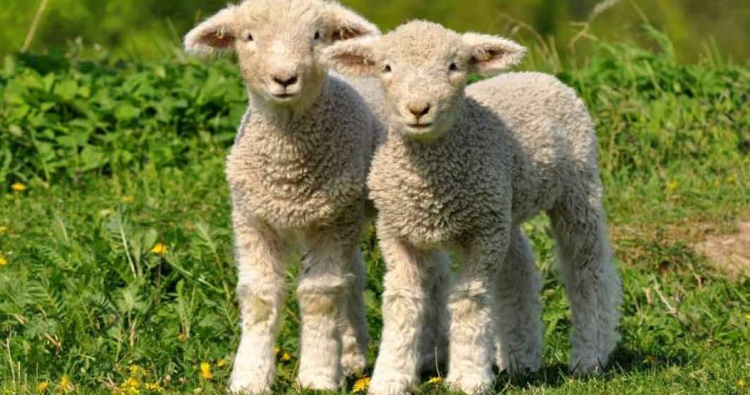 Ciobanii vor să taie mieii în ferme și sa îi vândă la porți, pentru a evita piețele