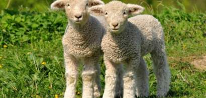 Ciobanii vor să taie mieii în ferme și sa îi vândă la porți, pentru a evita...