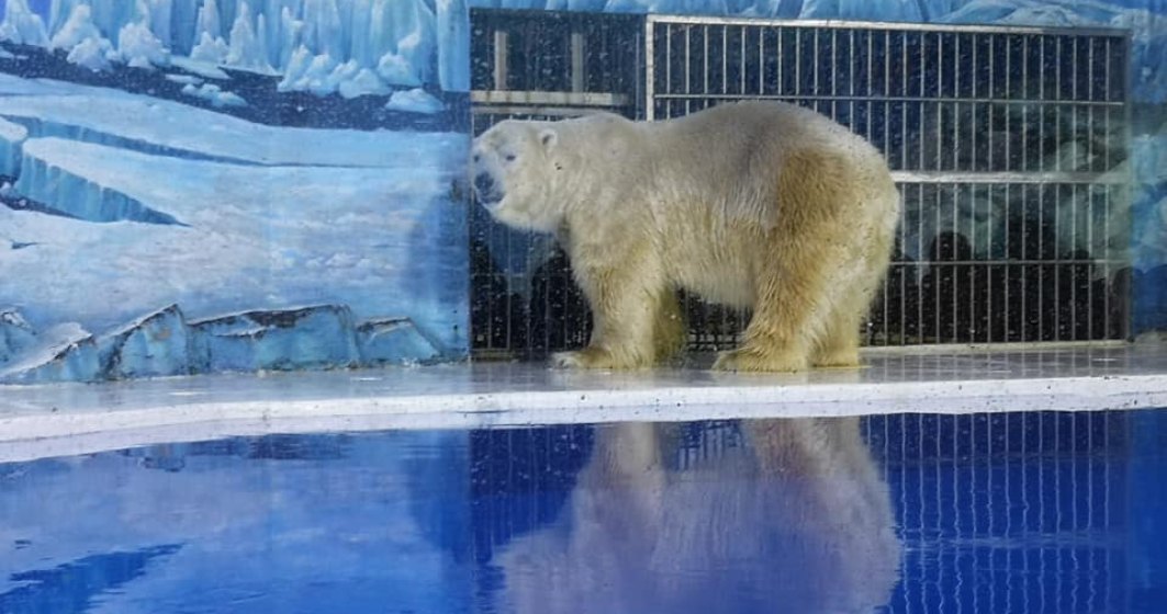 FOTO  "Hotelul de urși polari” din China care a atras controverse