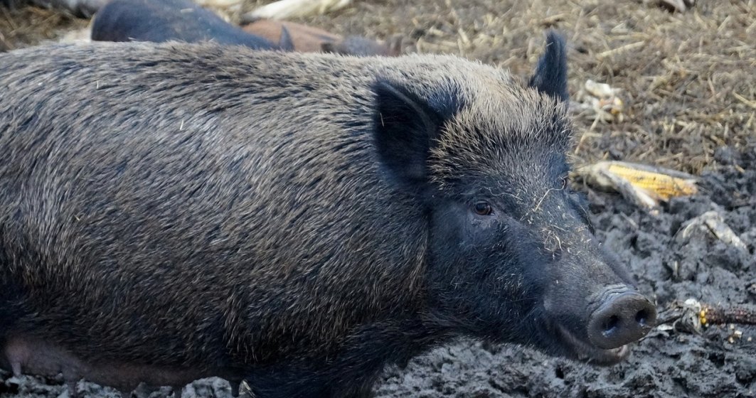 Virusul pestei porcine, depistat la un mistret gasit mort pe un fond de vanatoare din judetul Botosani