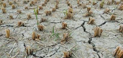 MADR: Suprafața totală afectată de secetă este de 106.389 hectare