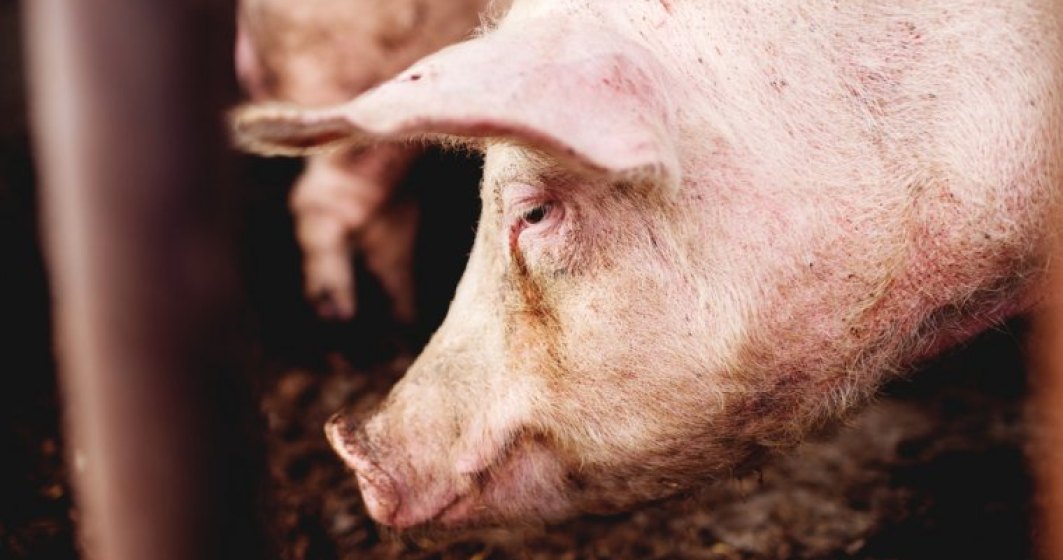 Belgia vrea masuri urgente la nivel european pentru a stopa raspandirea pestei porcine africane