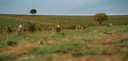 Plantații de aluni eco: Povestea românului de 24 de ani care face agricultură...