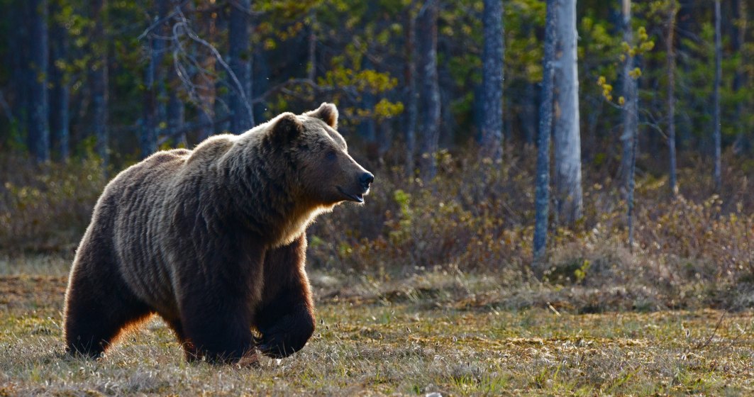 Primăria Bușteni vrea să gonească urșii folosind laser și ultrasunete