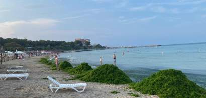 Munți de alge pe litoral: Apele Române au adunat aproape 3.000 de tone în...