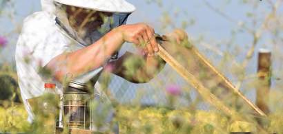 Idei de afaceri mici si profitabile: sfaturi de la un antreprenor apicultor...